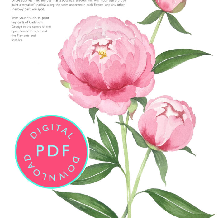 Watercolour Peony Tutorial PDF