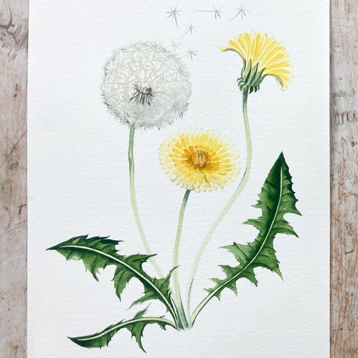 how to paint a watercolour dandelion
